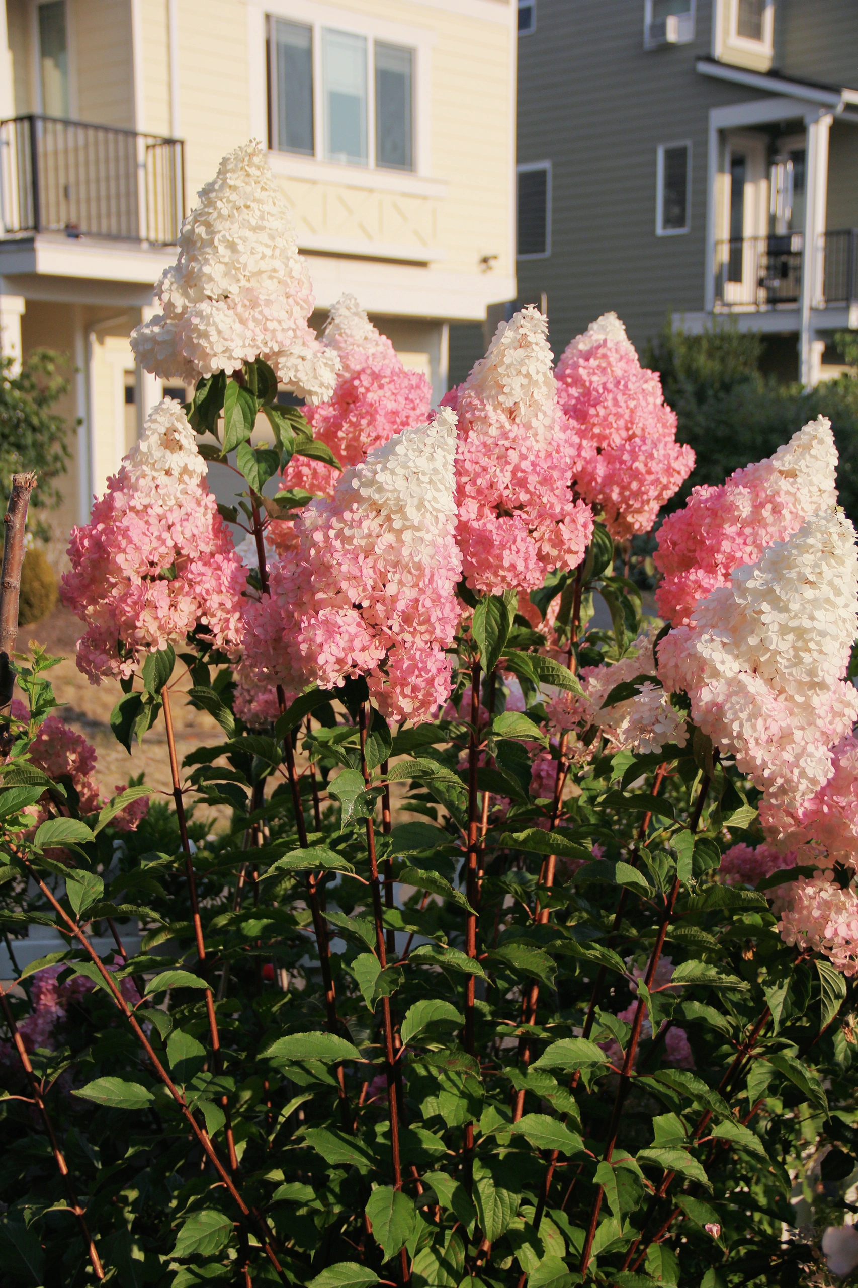 🍓Erdbeer-Hortensienblüten-Samen – 100/200 Stück