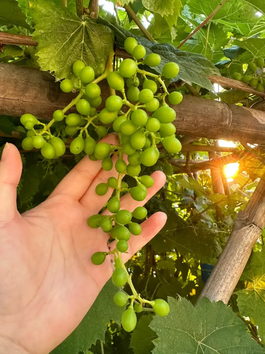 Shine Muscat Tree Seeds-Sunshine Rose Grape (🪴Kann eingetopft werden)