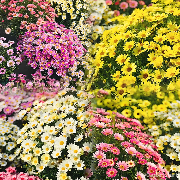 🌼INSEKTENKILLER: PYRETHRUM GÄNSEBLÜMCHENSAMEN