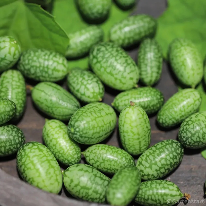 🍉Seltener Daumen-Wassermelonensamen🍉