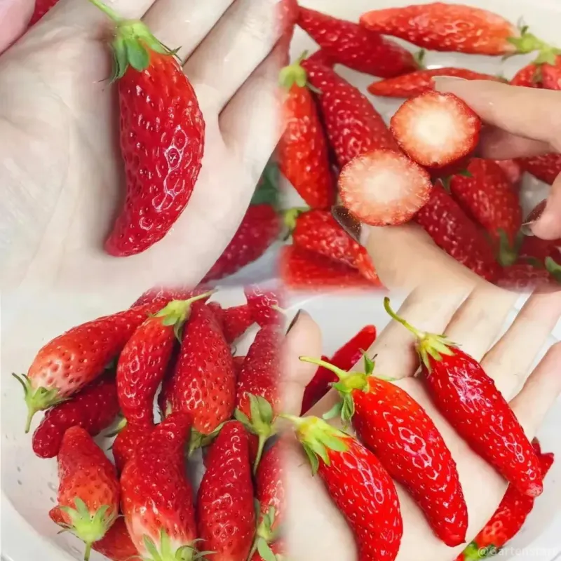 🍓Heißer Verkauf 56 % Rabatt-Cremefarbene Riesen-Erdbeerkerne