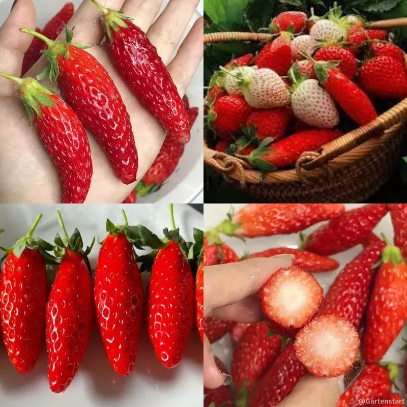 🍓Heißer Verkauf 56 % Rabatt-Cremefarbene Riesen-Erdbeerkerne