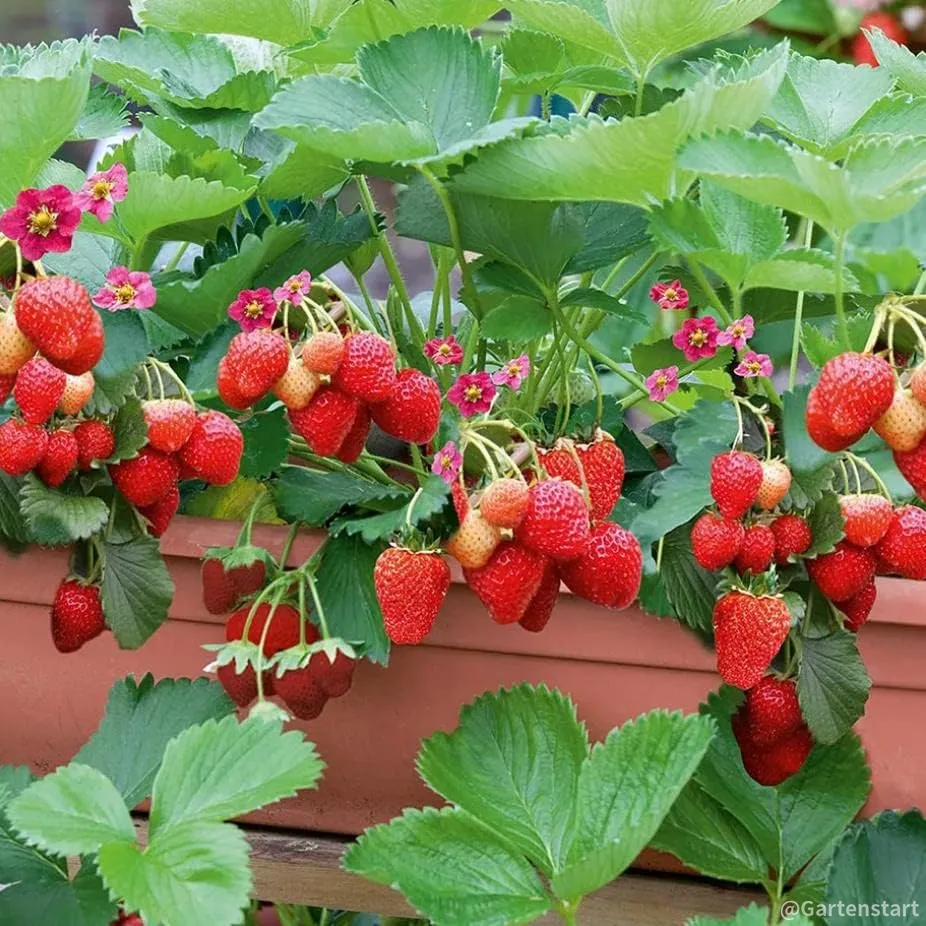 🍓Heißer Verkauf 56 % Rabatt-Cremefarbene Riesen-Erdbeerkerne