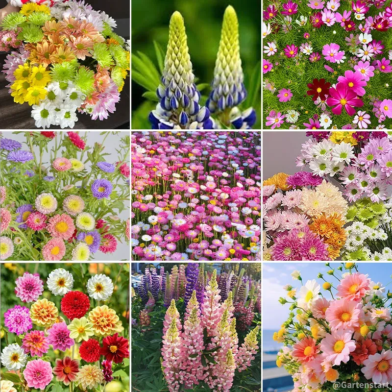 🔥Im Angebot🔥Gemischte Blumensamen, die im Sommer leicht anzubauen sind💐