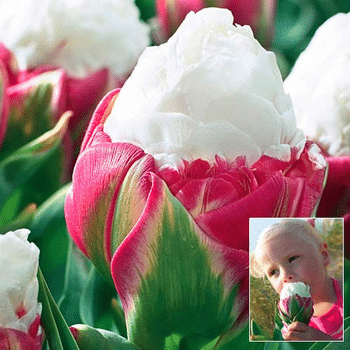 Seltene Aroma-Tulpenpflanze