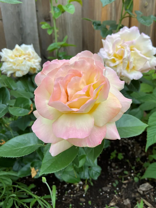 Friedliche Rosen – Der Bote des Friedens