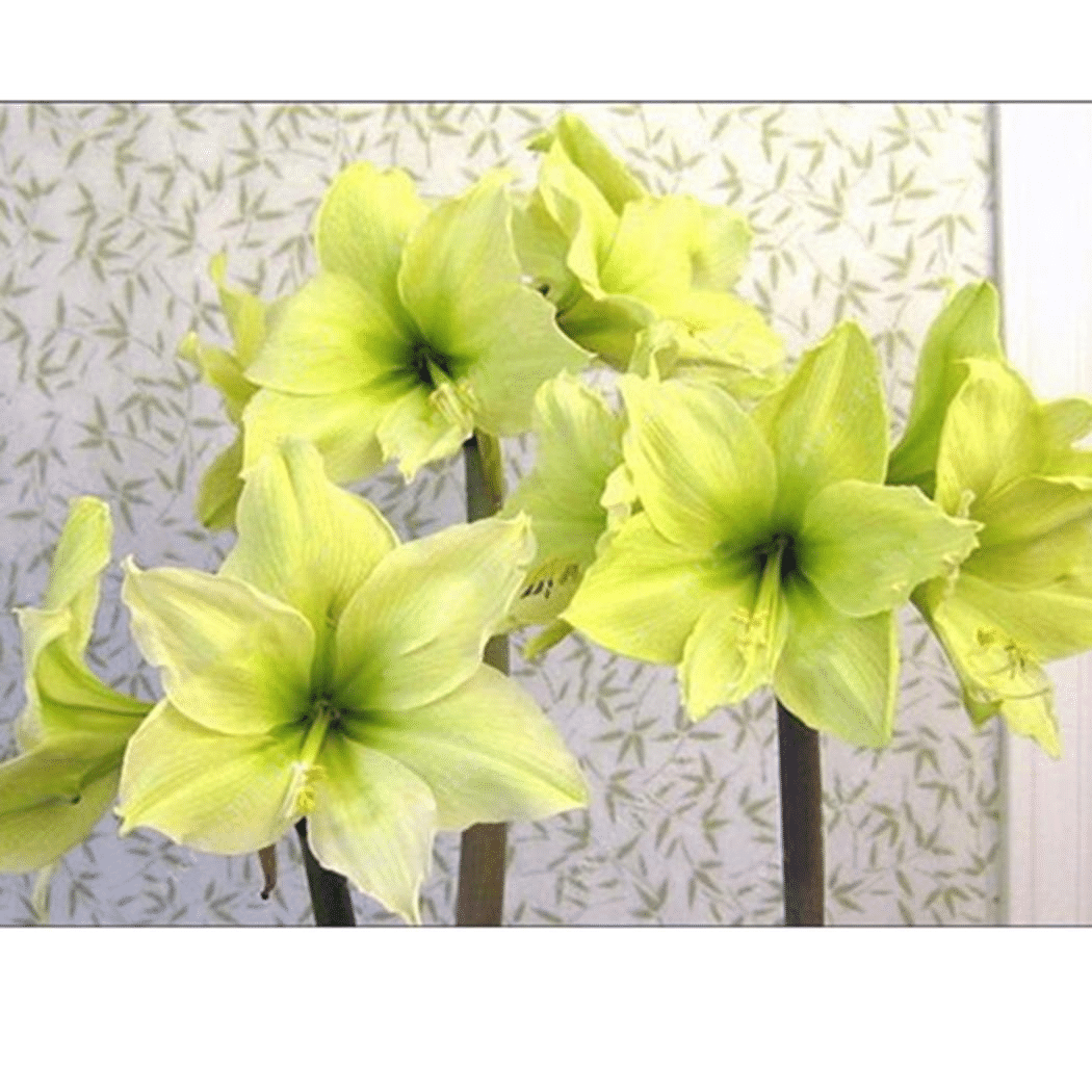 50 Partikel Hippeastrum rutilum Samen Bonsai Hausgarten Balkonpflanzen