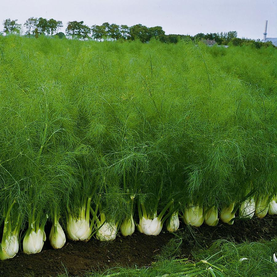Bulbing Fennel