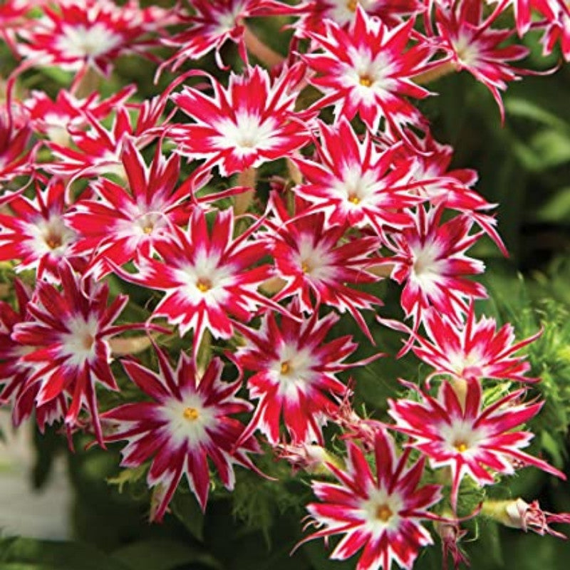 ROSE MIT AUGEN-PHLOX-SAMEN