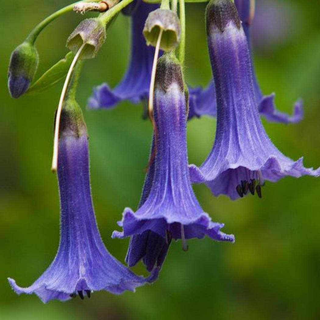 50 Stück/Beutel Datura Brugmansia Samen Topf Bonsai Trompeten Engel Blumensamen