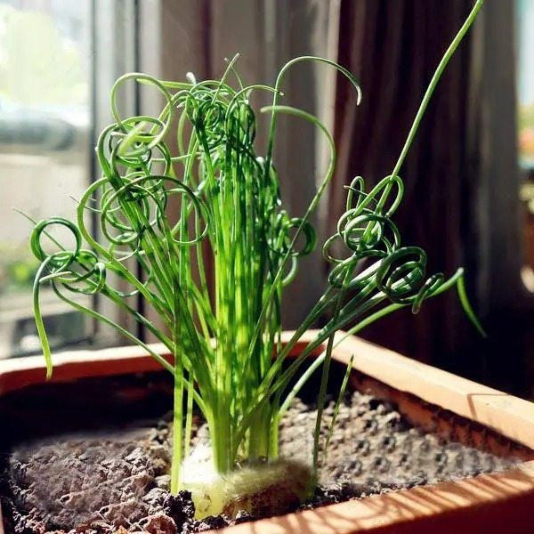 Egrow 100 Stück/Beutel Sprial Grassamen, grüne Sukkulenten, Pflanzen, Garten, DIY, Bonsai, Topfblumensamen