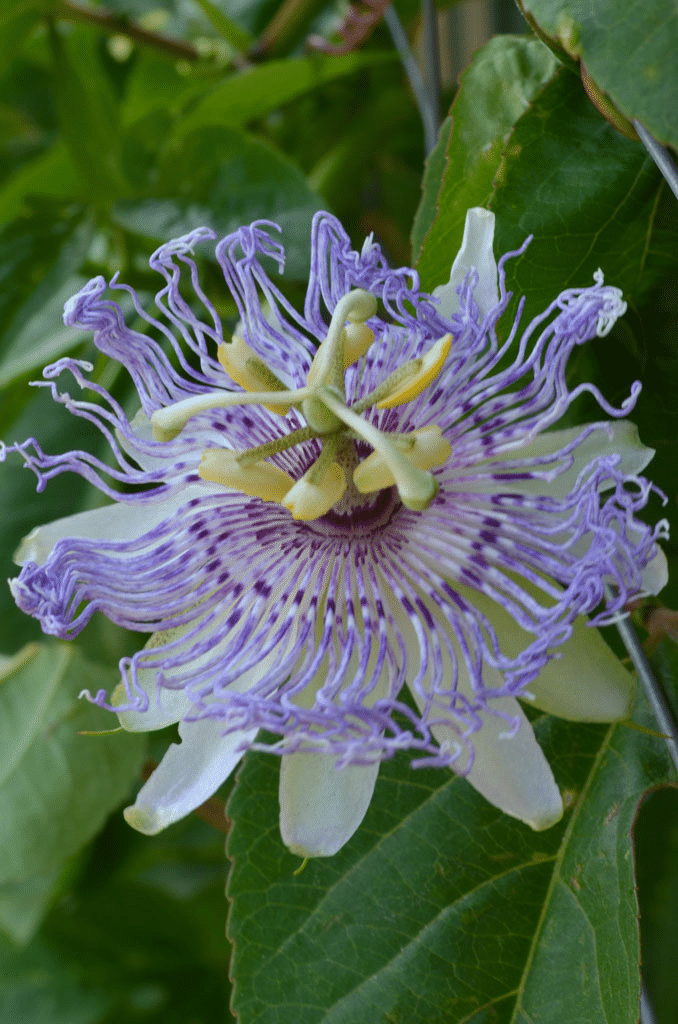Passionsblumensamen Garten Seltene Passiflora Incarnata Obstpflanzen Samen