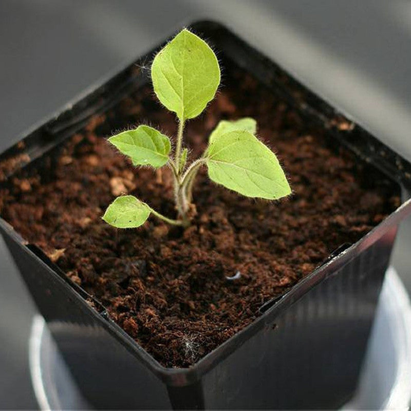 Seltene exotische Nippelfruchtsamen