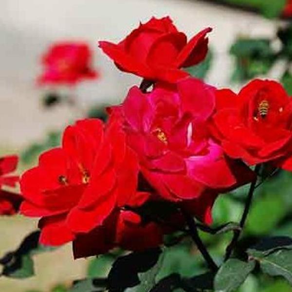 Altissimo Kletterrosensamen