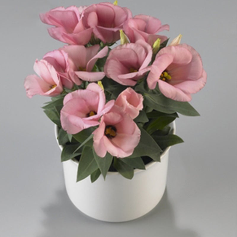 Mehrfarbige Eustoma-Samen