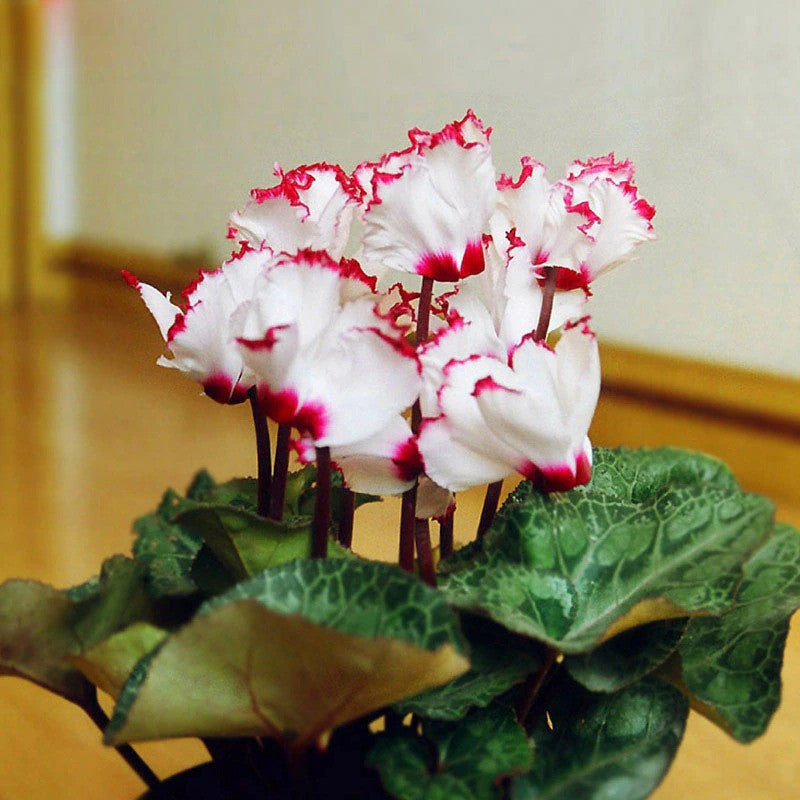 100 Stück Samen, weiße Alpenveilchen mit rotem Rand, mehrjährige blühende Pflanzen