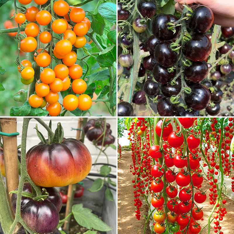 🍅High Yield Tomatoes Seeds🍅
