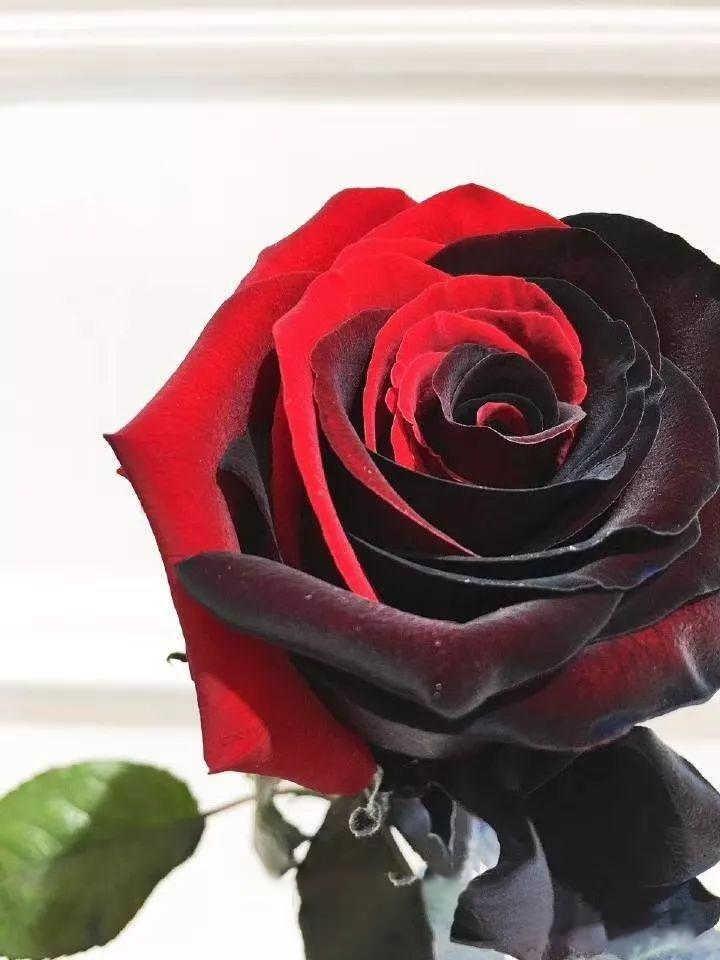 Carmen Rose - Twin Red Black Rose Seeds
