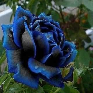 Rare Black Blue Rose- Seeds