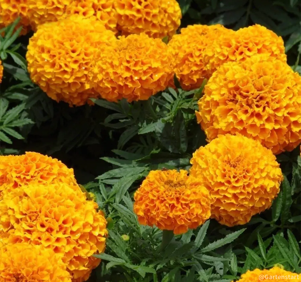 🔥Ringelblume🌺 - Allmächtige Blume - Beste Wünsche