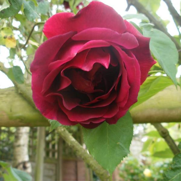 Explosion Kletterrosengartensamen