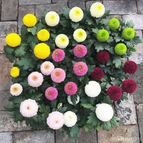 🏵️Bunte Ping-Pong-Chrysanthemensamen