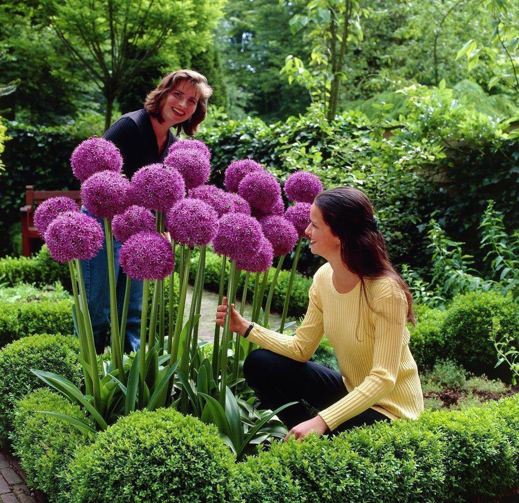 Garten Outdoor Riesen Allium Giganteum Schöne Blumensamen Bonsai Pflanzensamen