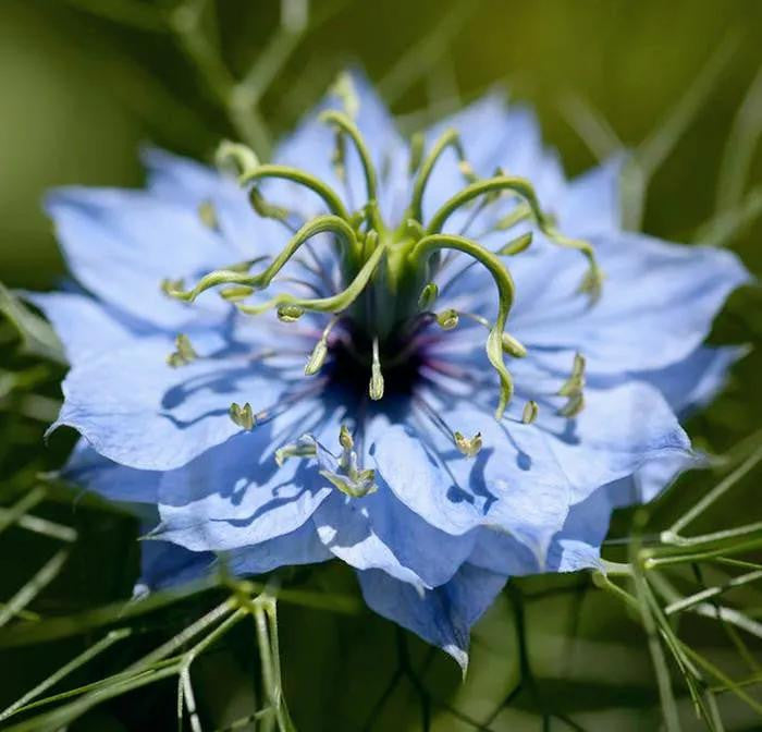 NIGELLA MISS JEKYLL MIX BIO