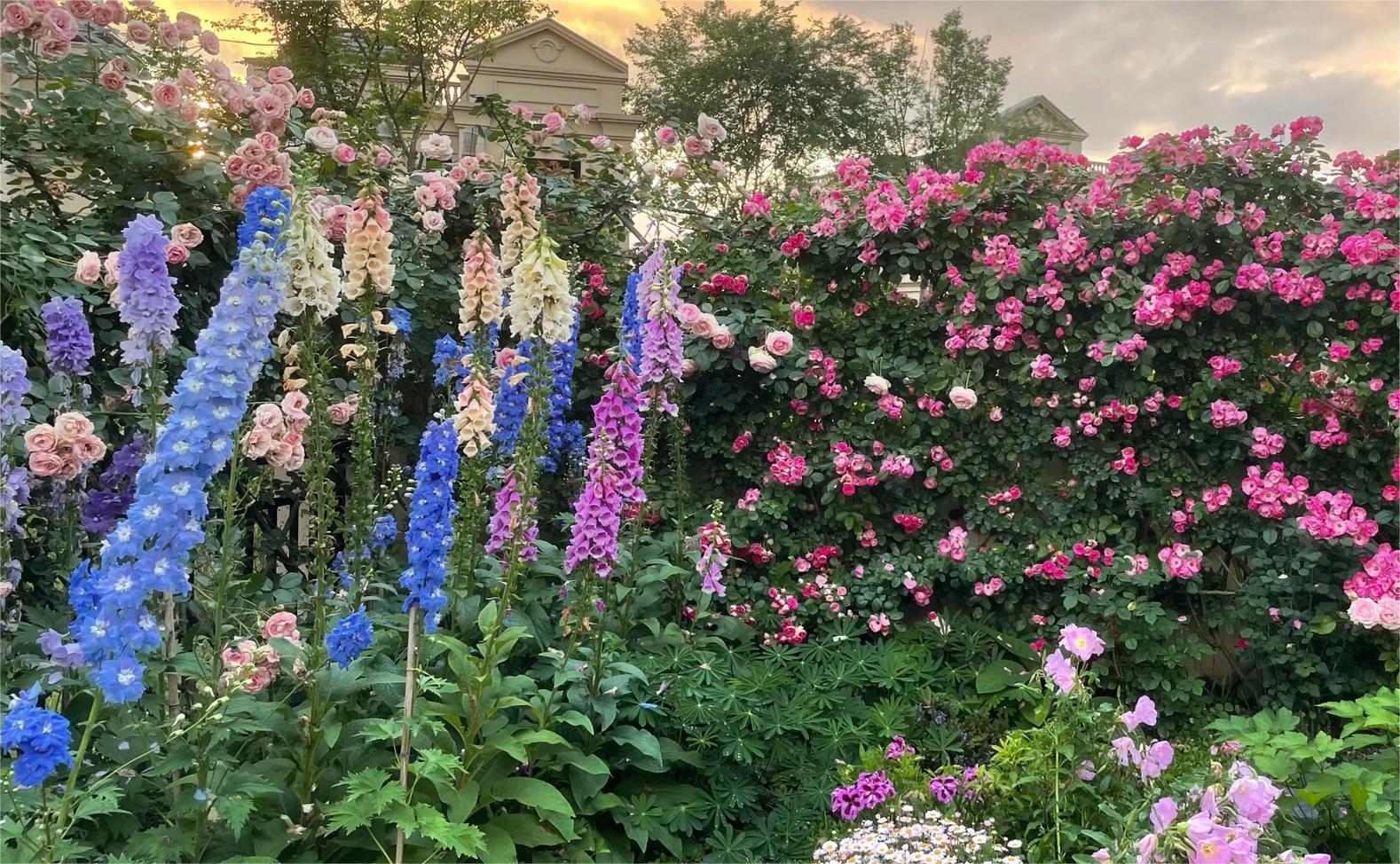 Delphinium Seeds🌸Suitable for autumn & winter