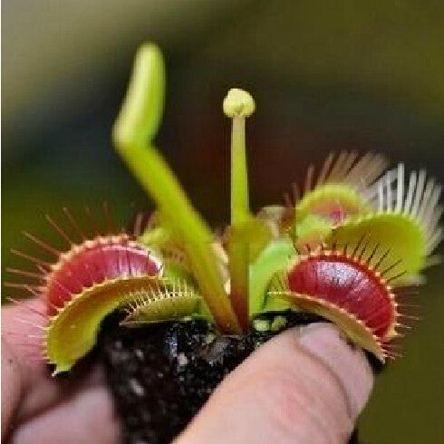 Samen der Venusfliegenfalle, insektenfressende Pflanze, Dionaea Muscipula, 100 Stück/Packung