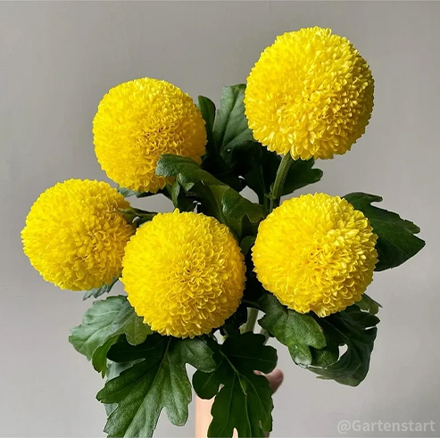 🏵️Bunte Ping-Pong-Chrysanthemensamen