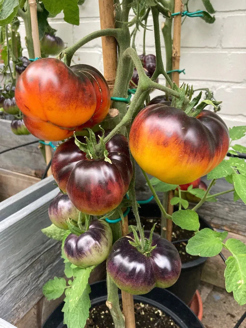 🍅High Yield Tomatoes Seeds🍅