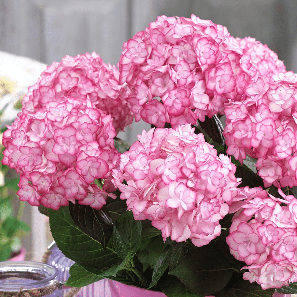 Freilandhortensie 'Miss Saori blue' 50 Samen