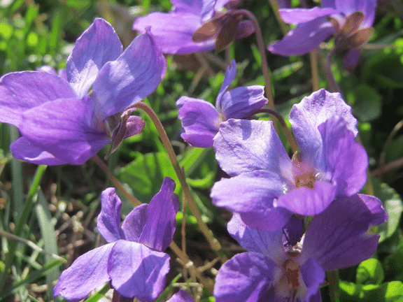 Süße Veilchensamen (Viola odorata), Packung mit mehr als 40 Samen
