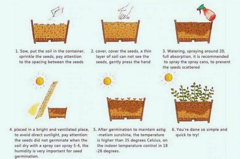 50 Stück seltene Schokoladenblumensamen Cosmos Bonsai