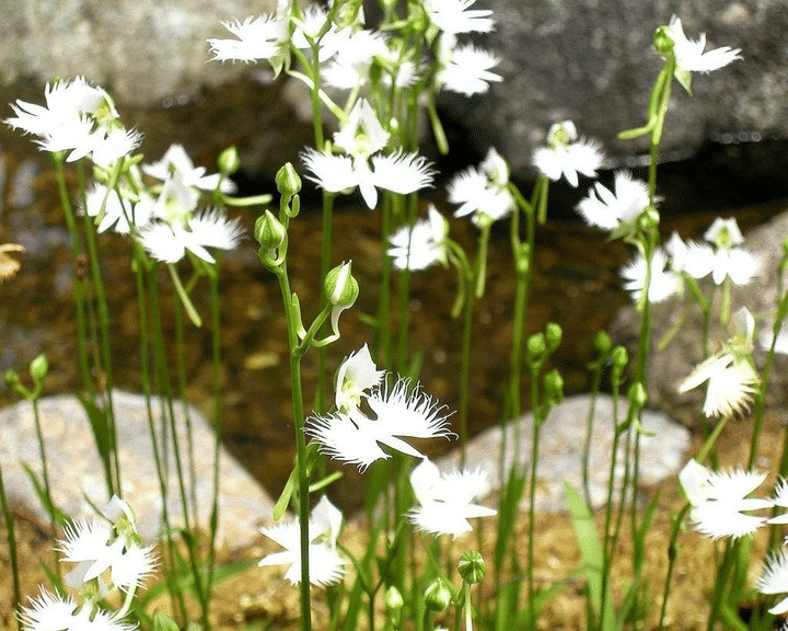 Habenaria strahlte aus