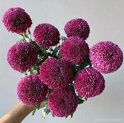 🏵️Bunte Ping-Pong-Chrysanthemensamen