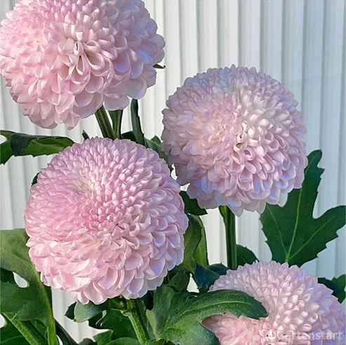 🏵️Bunte Ping-Pong-Chrysanthemensamen