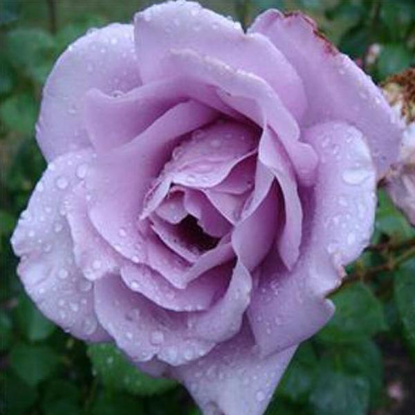 Hellblaue Kletterrosensamen