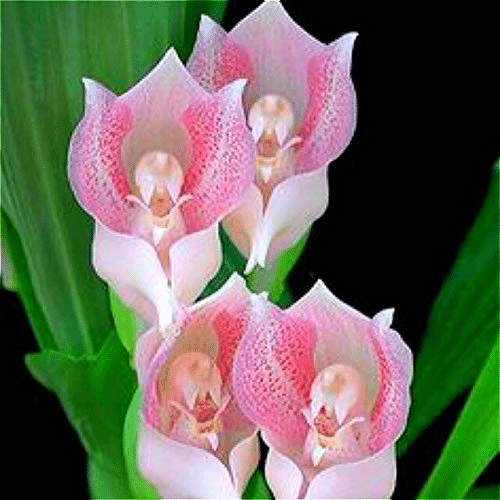 Sementes Orchideensamen Blumenorchideensamen für Hausgartensamen