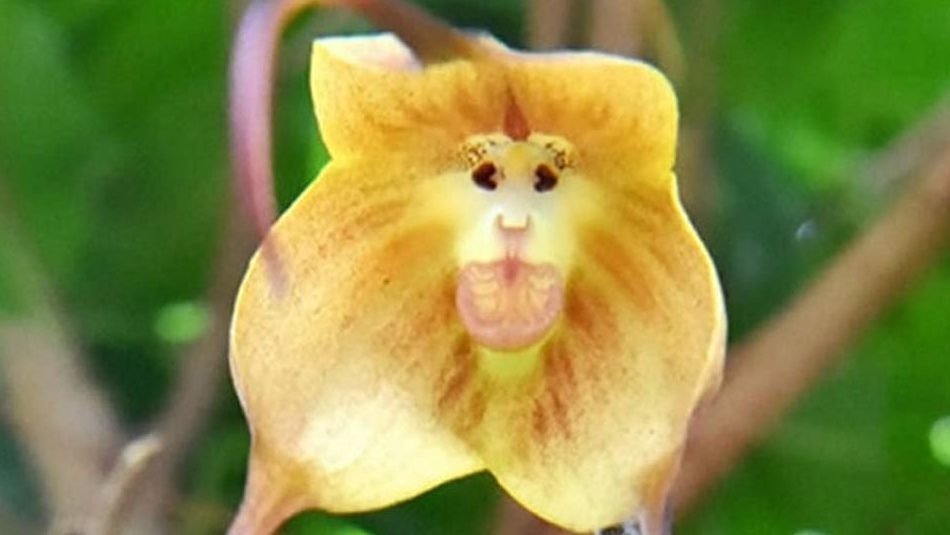 200 Samen der Affengesicht-Orchidee