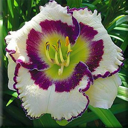 Taglilien-Hybridblumensamen, Hemerocallis-Hybride, 20 Stück/Packung