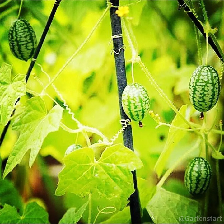 🍉Seltener Daumen-Wassermelonensamen🍉