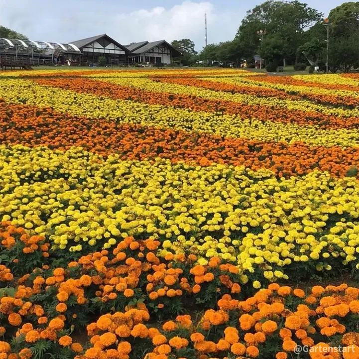 🔥Ringelblume🌺 - Allmächtige Blume - Beste Wünsche