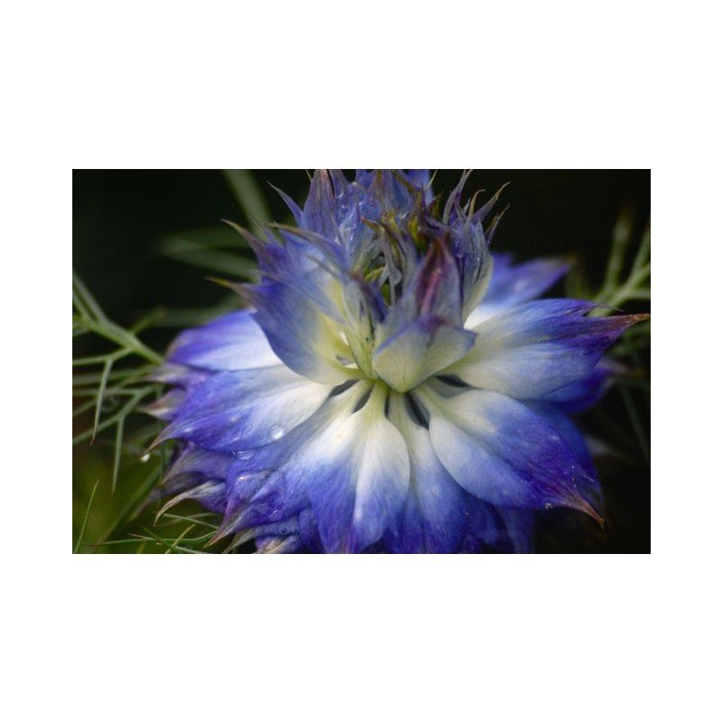 SCHWARZKÜMMEL 100 SAMEN