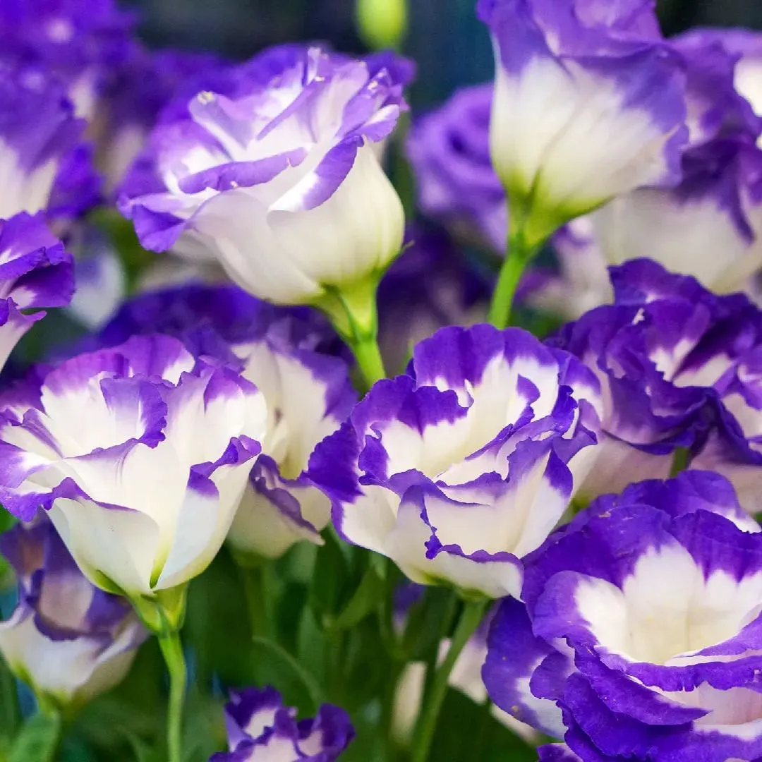 Limited Time Offer 53% Off🚨Mixed-Color Lisianthus🌈Heirloom Seeds