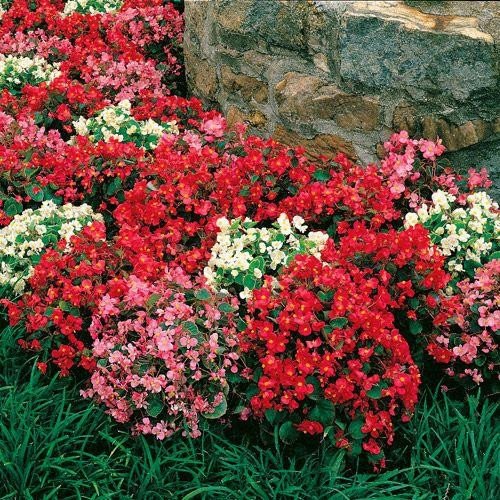 Begonie Super Olympia Mix F1