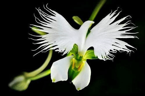 Habenaria strahlte aus