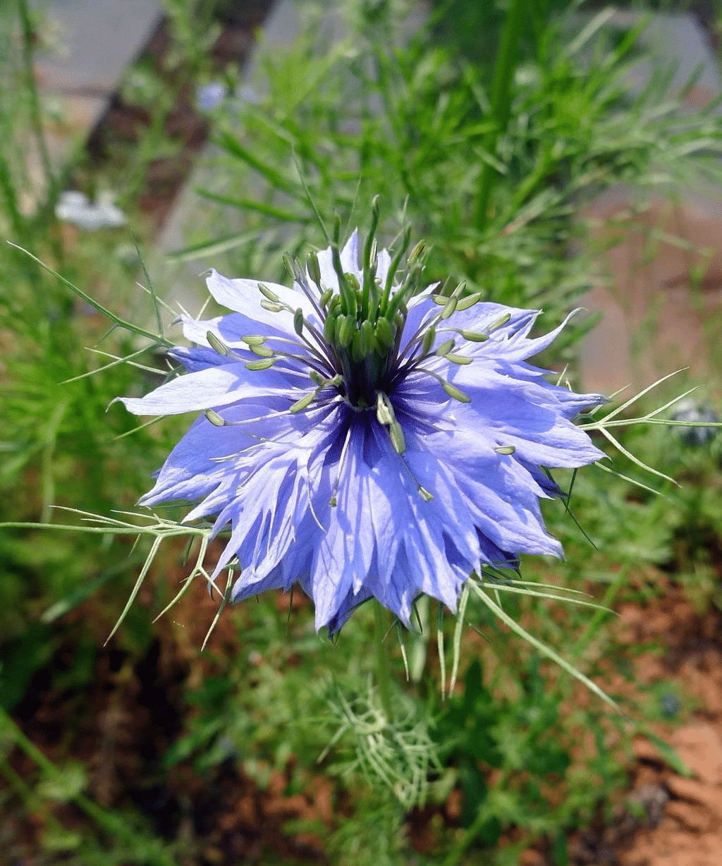 NIGELLA MISS JEKYLL MIX BIO