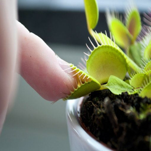 Samen der Venusfliegenfalle, insektenfressende Pflanze, Dionaea Muscipula, 100 Stück/Packung